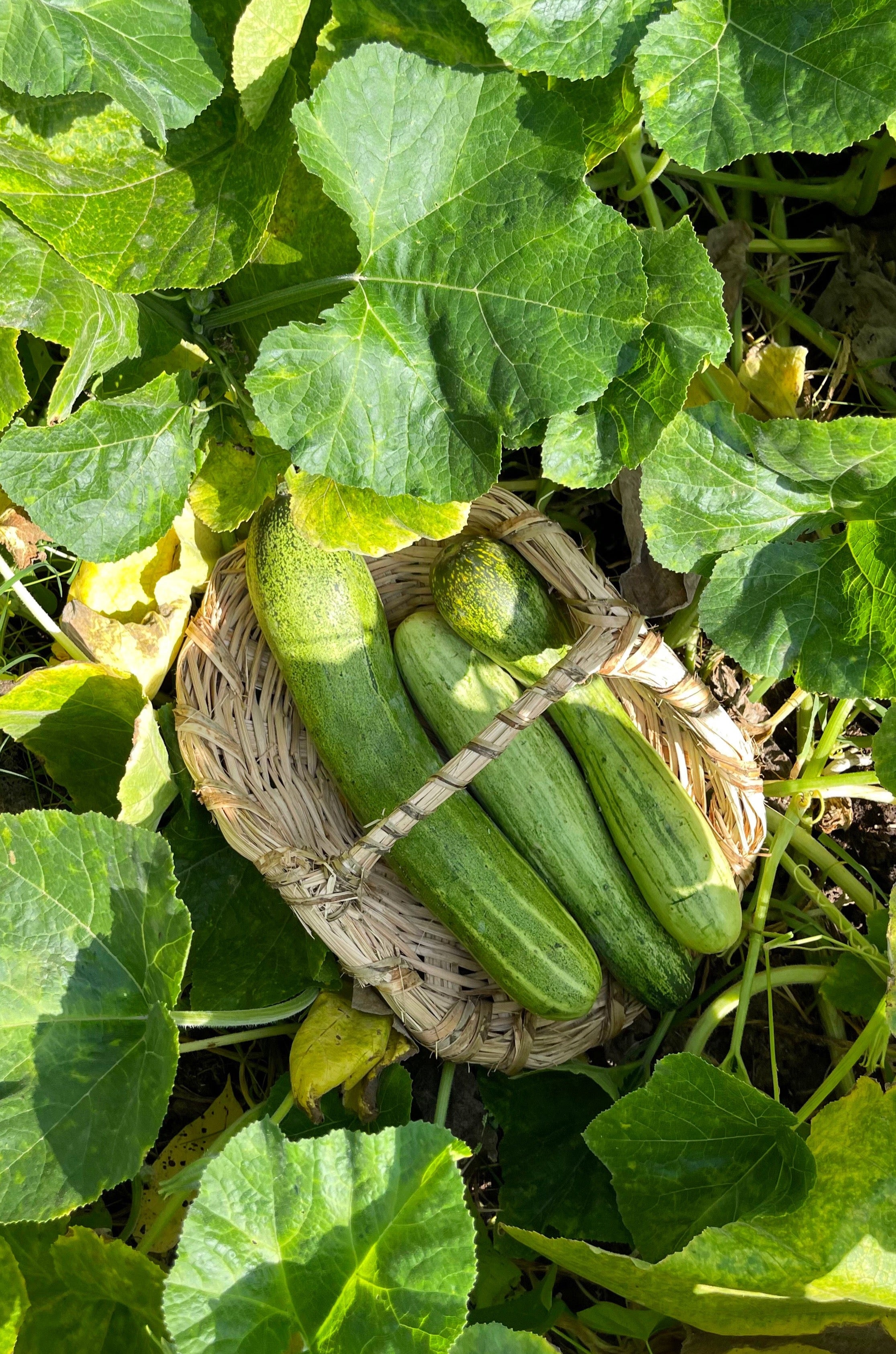 Harvest  |  Handwoven Palm Basket